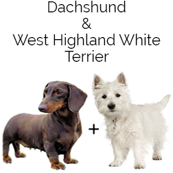 West Highland Doxie Dog